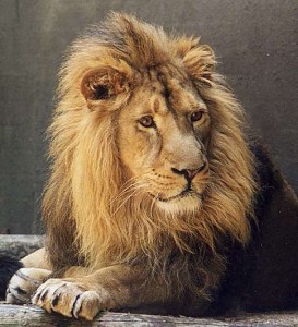 Kaapse leeuw